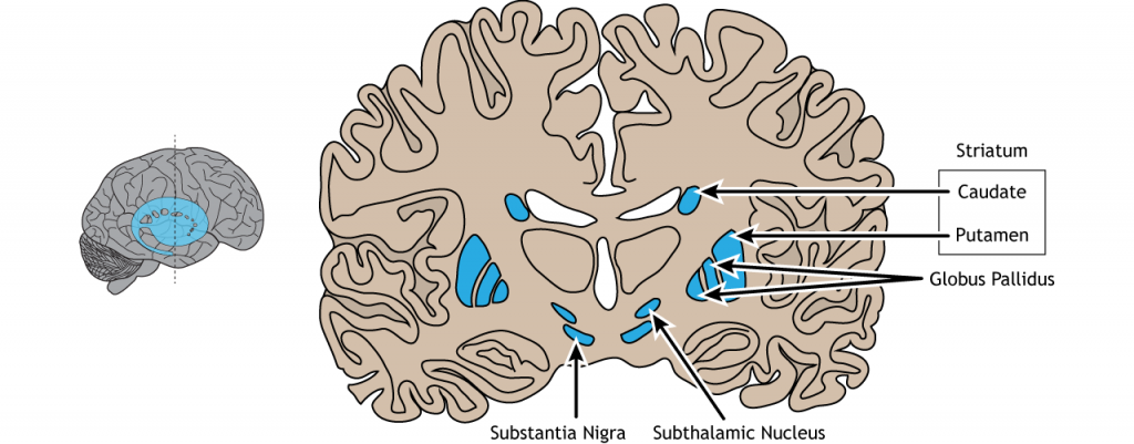 Illustration of a coronal section of the brain showing the location of the basal ganglia and region names. Details in caption.