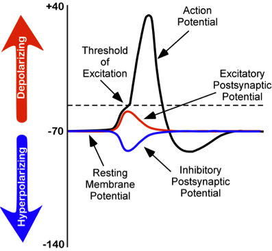 El potencial de reposo es de -70 mV; IPSP es un cambio más negativo; EPSP es un desplazamiento positivo; a -55, se activa el potencial de acción a +40.