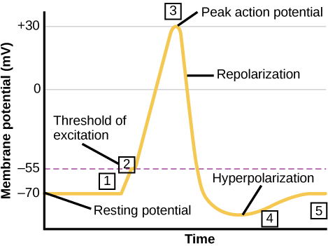 A la izquierda, gráfico del potencial de acción con pasos numerados; a la derecha, el gráfico del potencial de acción muestra movimientos iónicos. Ver texto.
