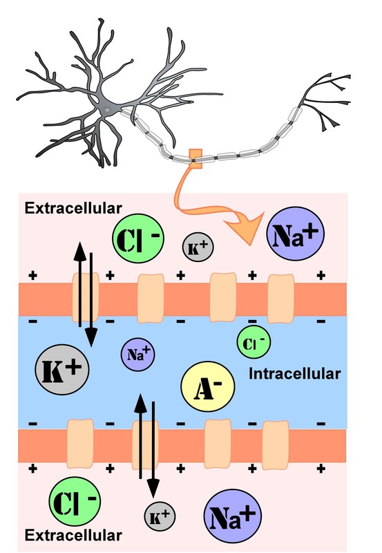Representation of ion concentrations inside (intracellular) and outside (extracellular) an axon at a node of Ranvier.  See text.