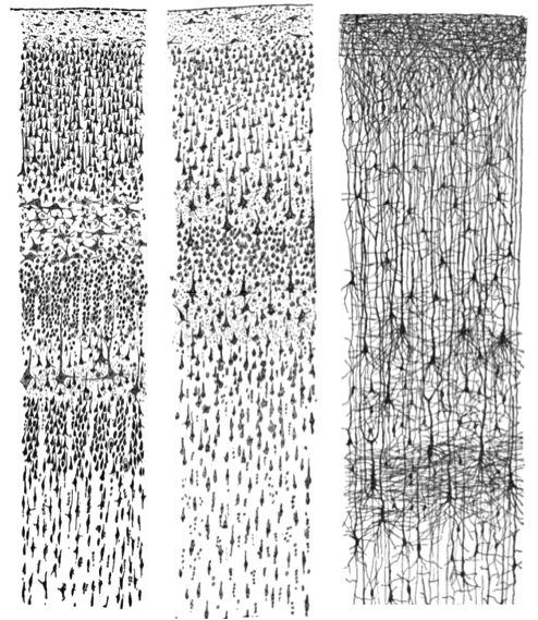 Tres dibujos que representan cientos de neuronas individuales observadas a través de un microscopio. Ver texto.