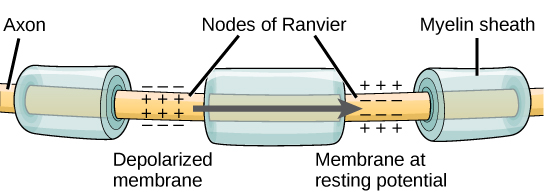 Drawing shows closeup of a section of a myelinated axon with several bare spots on the axon, called Nodes of Ranvier.