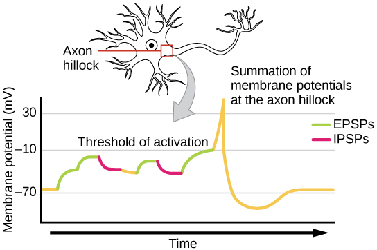 Gráfico de los cambios de voltaje dentro de una neurona postsináptica a medida que los EPSP e IPSP se suman para alcanzar el umbral de activación. Ver texto.