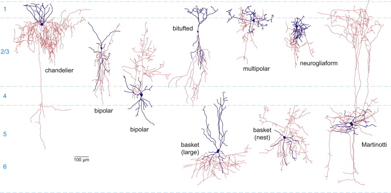 Dibujos de muchas variedades diferentes de neuronas, muchas con árboles dendríticos complejos ramificados de tipo filamentoso. Ver texto.