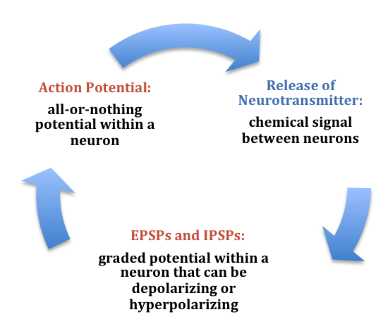 Action potential causes transmitter release producing EPSPs or IPSPs; if trigger threshold is reached new action potential occurs.