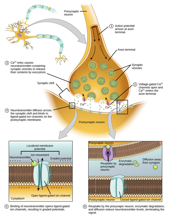 Dibujos de sinapsis química que ilustran etapas en la transmisión sináptica, muestran el transmisor de liberación final de axón. Ver texto.