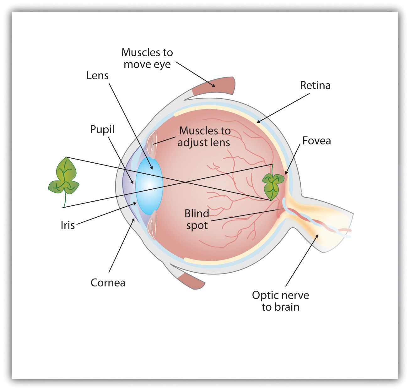 Anatomy of the human eye
