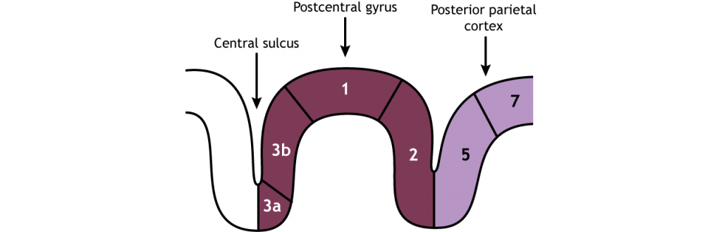 Illustration of the divisions of the postcentral gyrus. Details in caption and text.