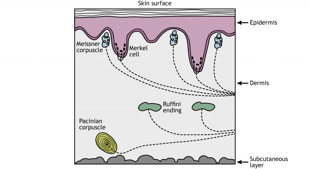 Illustration of a cross-section of skin showing location of touch receptors. Details in caption.