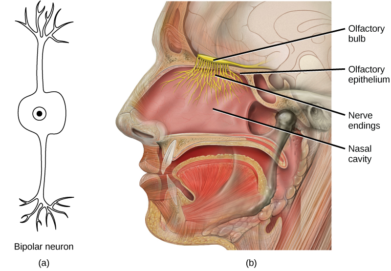 La ilustración A muestra una neurona bipolar, la cual tiene dos dendritas. La ilustración B muestra una sección transversal de una cabeza humana. Las fosas nasales conducen a la cavidad nasal, que se encuentra por encima de la boca. El bulbo olfativo se encuentra justo por encima del epitelio olfativo que recubre la cavidad nasal. Las neuronas van desde el bulbo hacia la cavidad nasal.