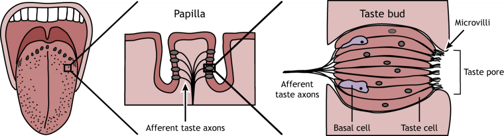 Illustration showing a close-up drawing of a papilla and a taste bud. Details in caption.