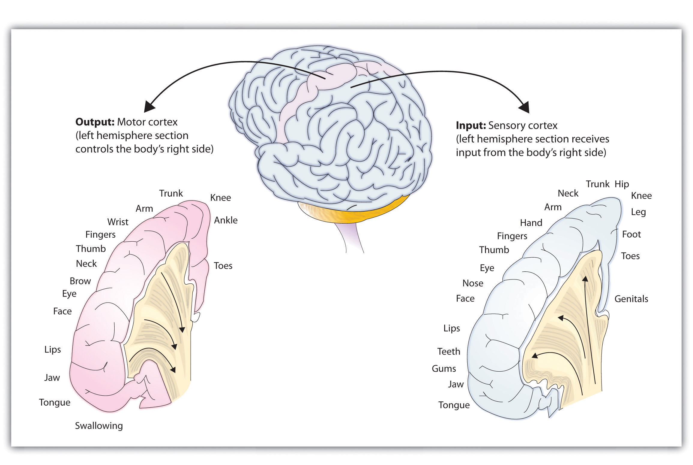 Dibujo de corteza cerebral destacando cortezas sensoriales y motoras primarias mostrando mapas de áreas corporales atendidas por cada una.