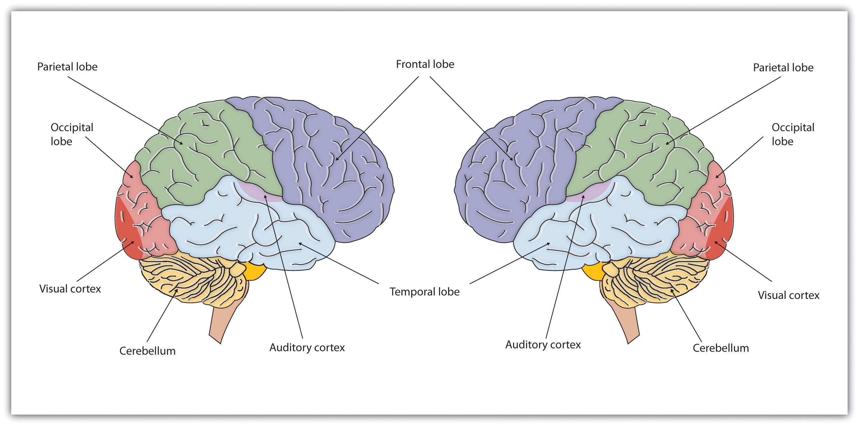 Color coded drawings of left and right hemispheres showing the four lobes of the cerebral cortex and the cerebellum below.