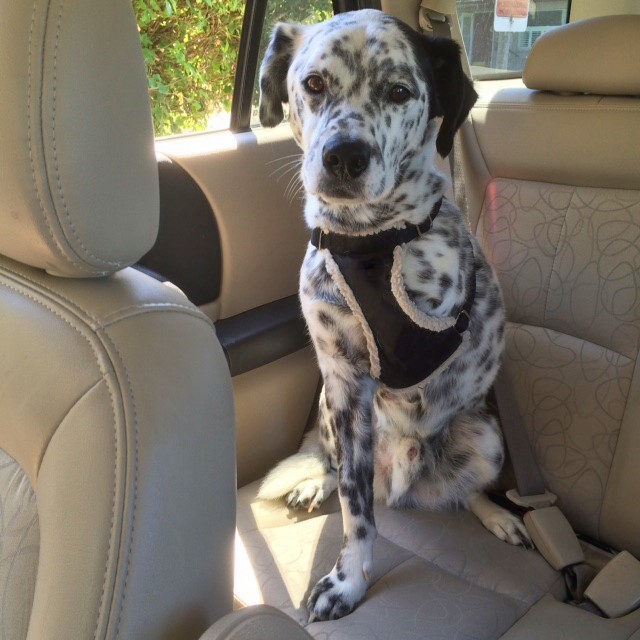 Un perro al que le falta una de sus patas delanteras se sienta en el asiento trasero de un automóvil.