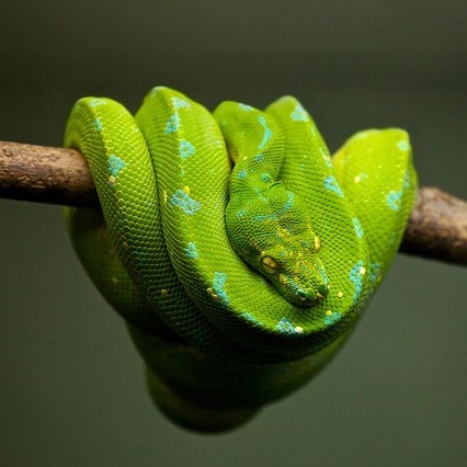 Una serpiente arbórea.