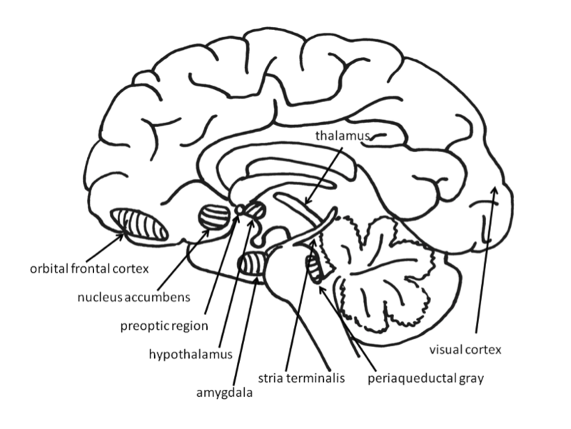 vista sagital del cerebro con estructuras importantes etiquetadas