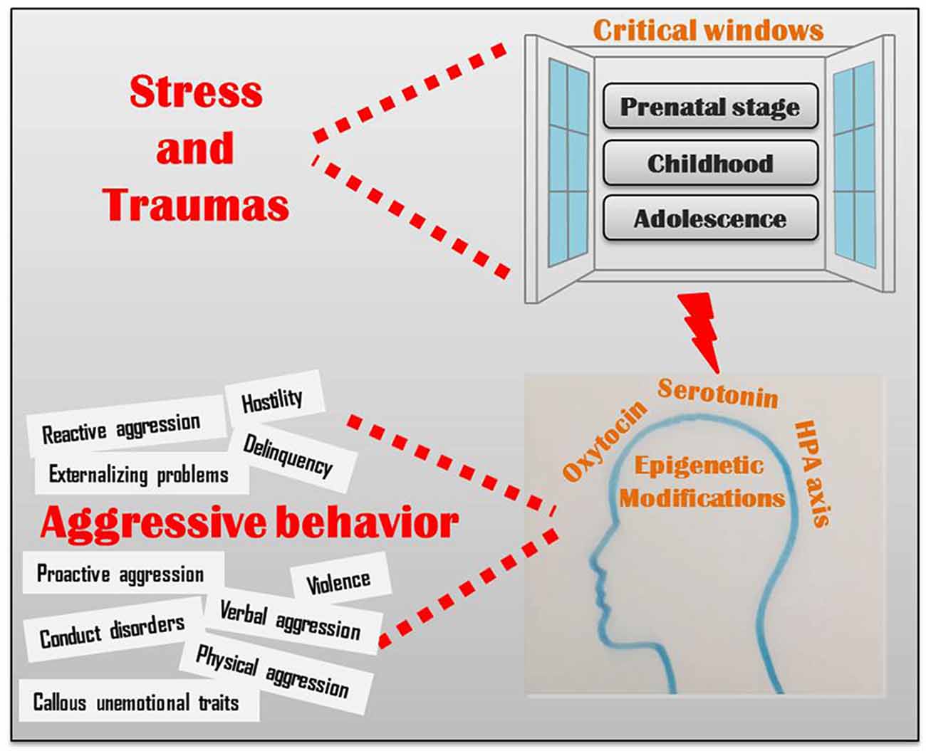 estrés y traumas pueden afectar varias ventanas críticas de desarrollo a través del eje HPA, oxitocina y serotonina de múltiples maneras