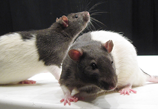 A photograph of two hooded (black and white) rats