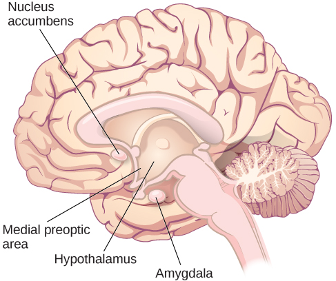 Un dibujo del cerebro con etiquetas que indican el núcleo accumbens, el hipotálamo, el área preóptica medial y la amígdala