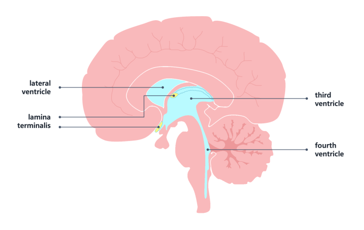 sagittal section with lamina terminalis