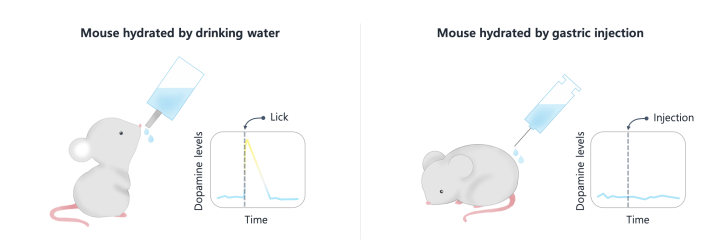mouse study on water as reward