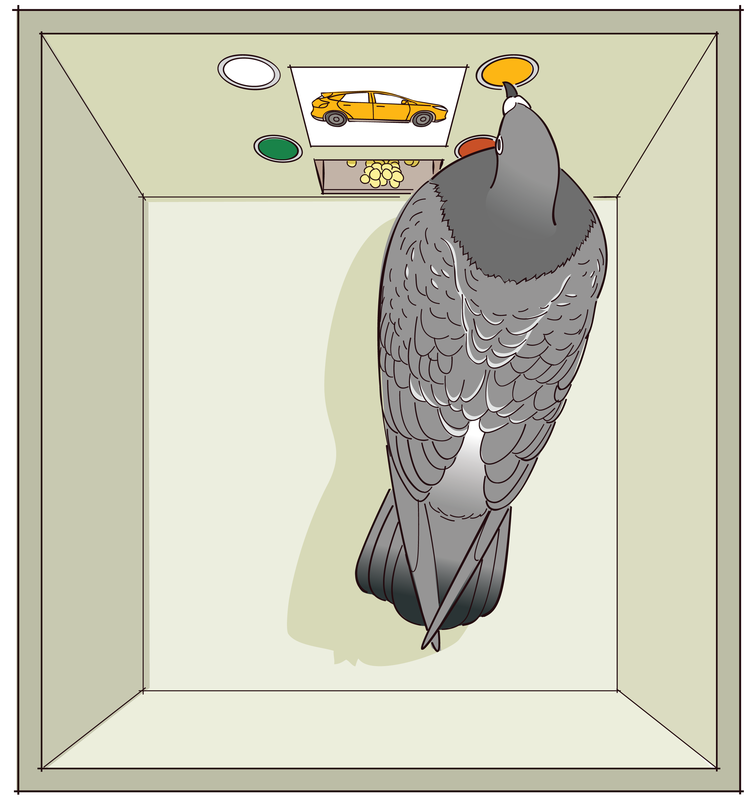 A drawing of a pigeon that pecks a button inside an operant chamber, or Skinner box, as it looks at a picture of an automobile.