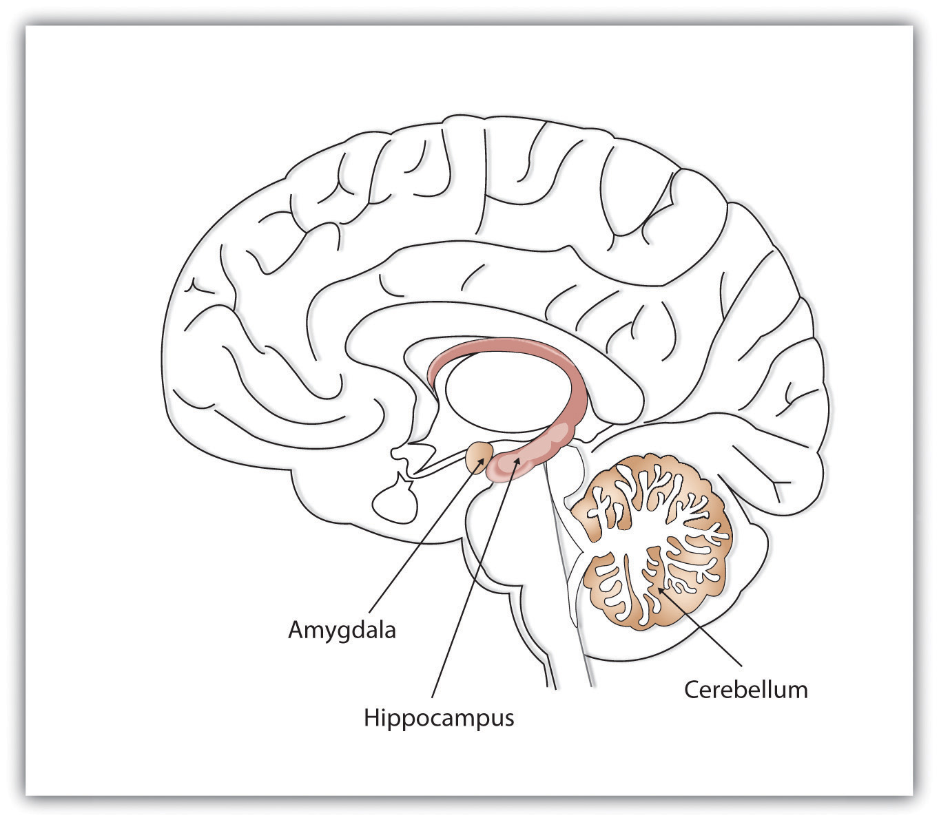 Drawing of midline section of human brain showing locations of cerebellum, hippocampus, and amygdala.  See text.