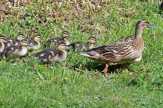 Photo of seven baby ducklings following their mother through the grass illustrating imprinting, a specialized form of learning.