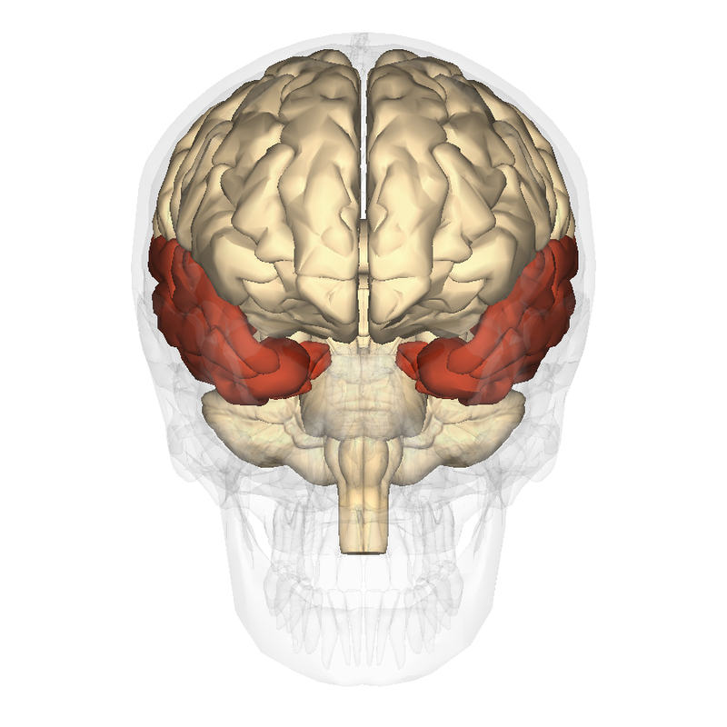 Modelo del cerebro humano visto desde atrás con lóbulos temporales resaltados. Ver texto.