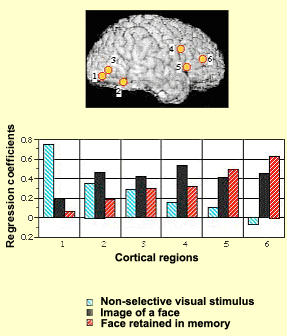 La gráfica con foto del cerebro con áreas numeradas muestra la actividad cambiante con el tiempo y la tarea. Ver texto.