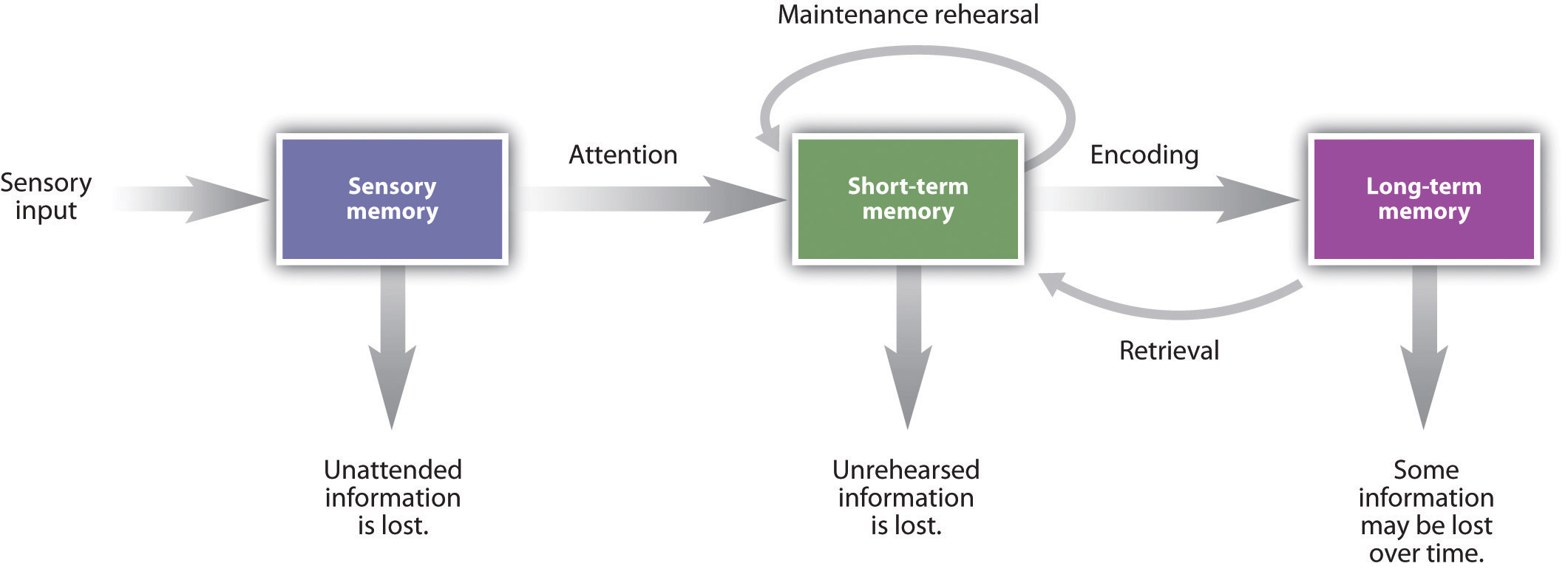 Diagram of Three stage model of memory.  The three stages are sensory, short-term, and long-term memory.