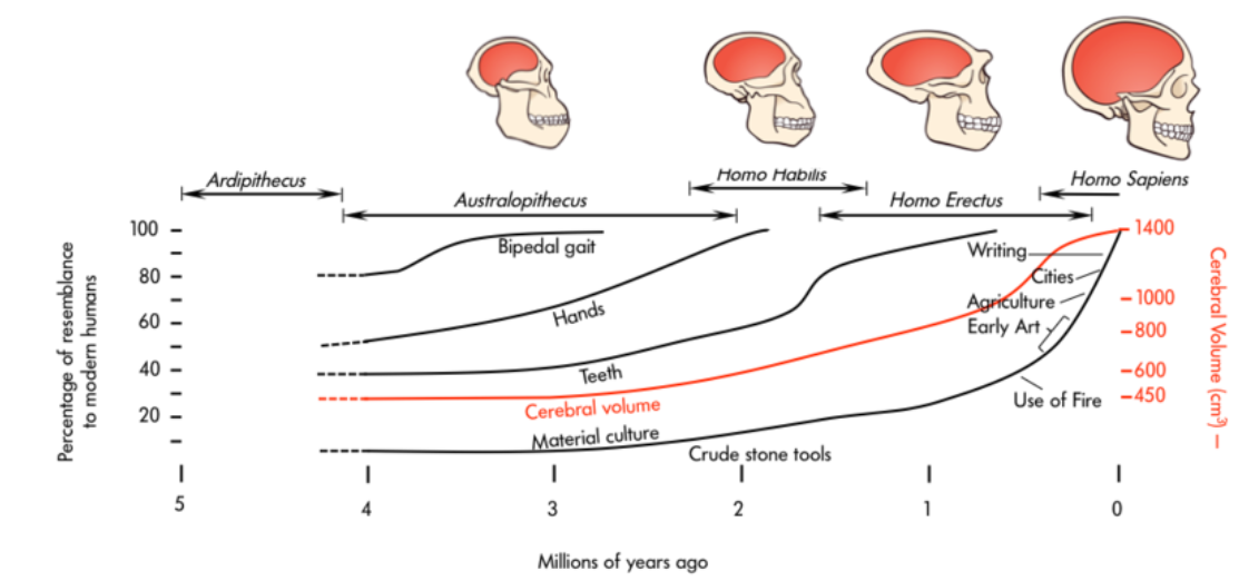 El diagrama de la evolución de los homínidos muestra la creciente complejidad de la cultura material, herramientas de piedra a las ciudades, con aumento del volumen cerebral.