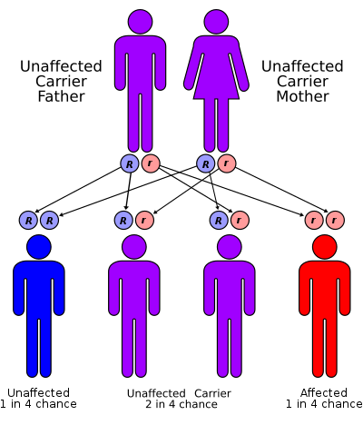 Representación de la herencia de un solo gen cuando ambos progenitores son portadores de un rasgo recesivo y porcentajes de genotipos de descendencia.