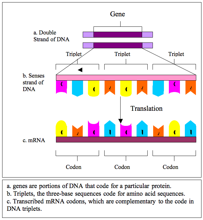 Diagram depicting transcription and translation processes in protein synthesis, highlighting coding by base triplets.  See text.