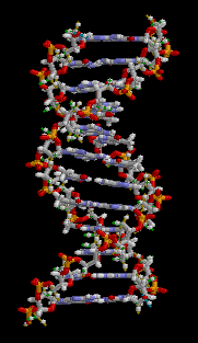 Imagen 3D giratoria generada por computadora de una molécula de ADN que muestra su doble hélice retorcida y enlaces en forma de escalera entre ellos.