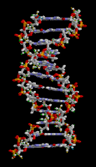 Computer generated rotating 3D likeness of a DNA molecule showing its twisted double helix and ladder like links between.