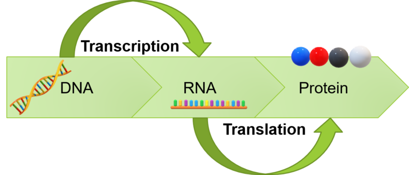 Diagrama que muestra un resumen de la transcripción de ADN a ARN y traducción de ARN a proteína. Ver texto.