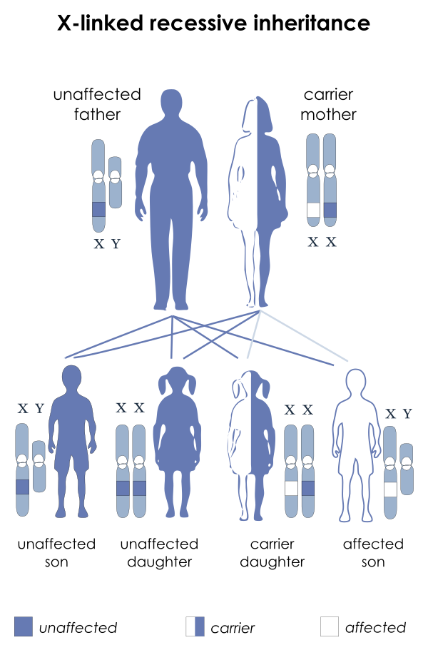 Diagrama que representa la herencia recesiva ligada al X de un defecto transmitido genéticamente en humanos. Ver texto.