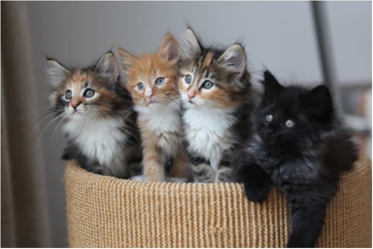 Esta foto muestra a cuatro gatitos en una canasta: dos son de color gris, negro, naranja y blanco, el tercer gato es naranja y blanco, y el cuarto gato es negro.