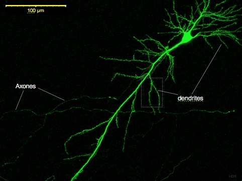 Archivo:Neurone pyramidal.jpg