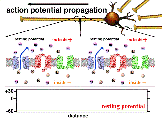 Animación de propagación del potencial de acción con movimientos de iones correspondientes a través de la membrana celular y cambios de voltaje resultantes.