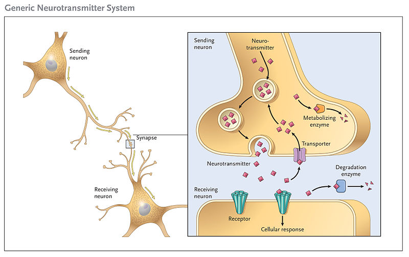 File:Generic Neurotransmitter System.jpg