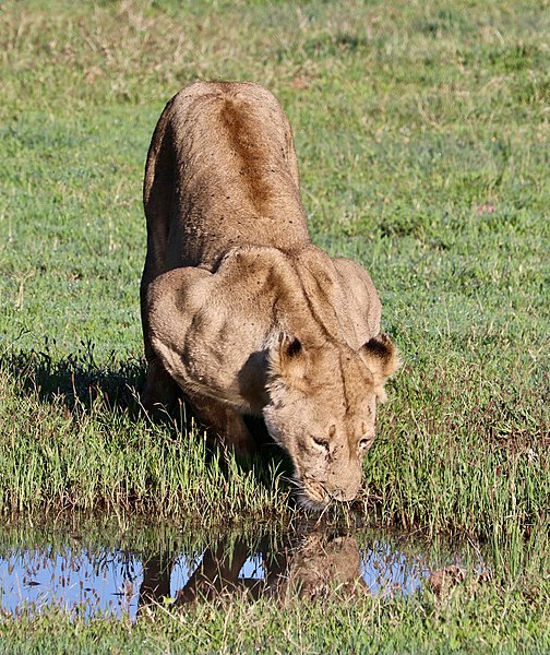 Photo of lioness crouching down to drink water from a small water hole in the grass on the African savannah.