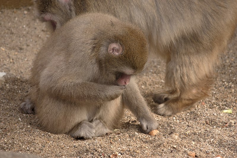 Foto de un macaco japonés trayendo un trozo de comida a su boca mientras que la otra mano agarra hábilmente más comida en la arena.