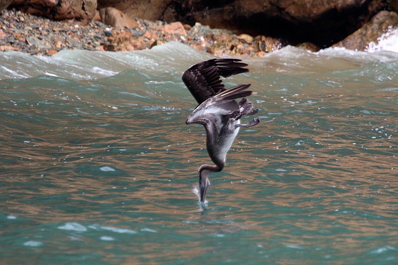 Photo of diving Brown pelican taken at the moment the tip of its long beak is hitting the surface of the water as it dives for fish