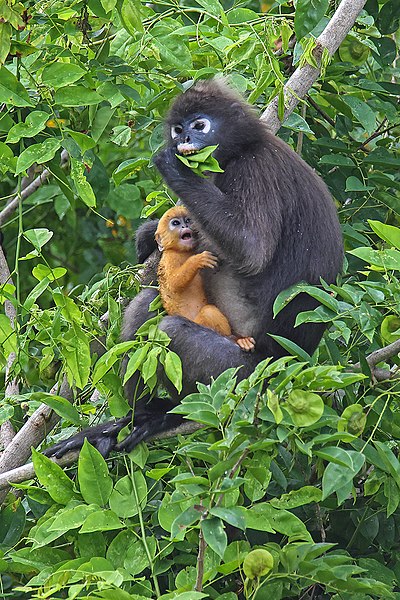 Langur infant learns to eat leaves by watching its mother select leaves and eat them.  An example of cultural transmission.