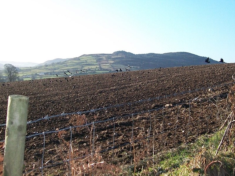 Rebaño de aves alimentándose de bichos en un campo recién arado, a lo largo de una carretera rural, una cerca de alambre separa el campo de la carretera.