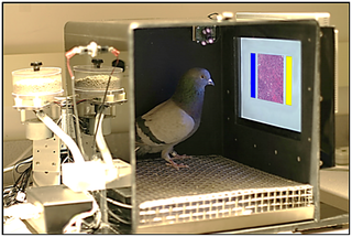 Foto de una paloma en una cámara operante frente a una exhibición de color y lista para picotear un botón para recompensa de comida. Ver texto.