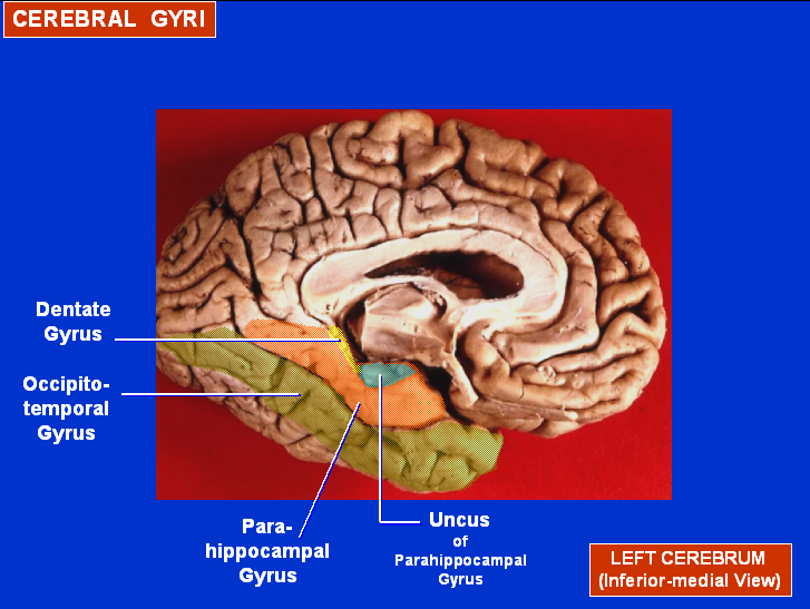 Foto de Superficie Medial del cerebro humano muestra Circunferencia Cerebral. Dos dibujos 3D muestran hipocampo en área temporal. Ver texto.