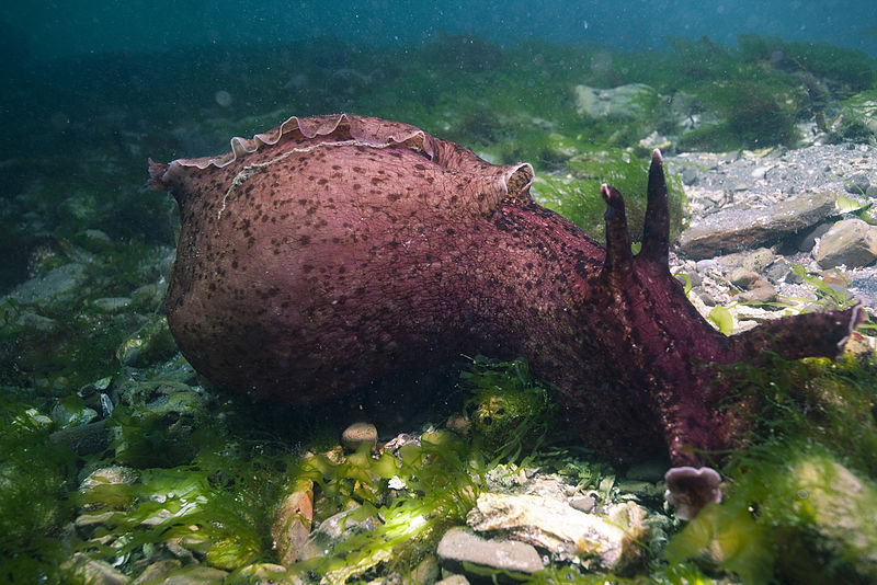 Photo of bulbous shaped Aplysia californica on ocean floor in Monterey, California.  See text.